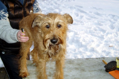 Ohje, trimmen im Schnee