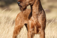 Trooper von der Emsmühle