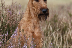 Trooper von der Emsmühle