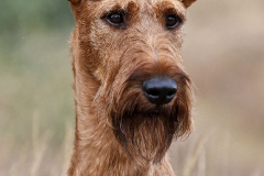 Trooper von der Emsmühle