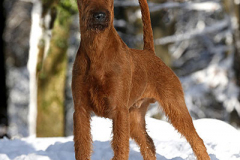 Trooper von der Emsmühle