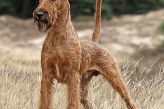 Trooper von der Emsmühle